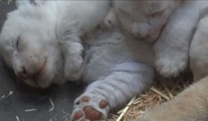 Naissance de trois lionceaux blancs dans un zoo français