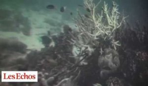 COP21 : l'alerte d'une scientifique sur la mort des récifs coraliens