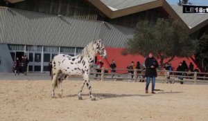 Le 18:18 - Avignon : 100000 visiteurs et 1200 chevaux attendus pour "Cheval Passion"