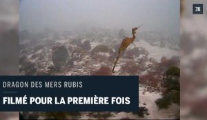 Le dragon des mers rubis filmé pour la première fois, en Australie