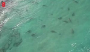 Israël: attirés par une centrale électrique, des requins entourent les côtes