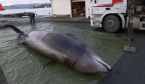 Plus de 30 sacs plastiques retrouvés dans le corps d'une baleine