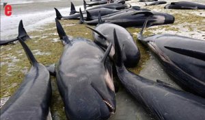 Plus de 400 baleines s'échouent en Nouvelle-Zélande