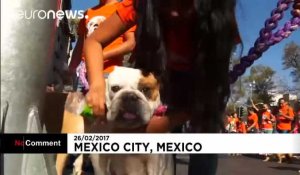 Mexique : la marche des bulldogs