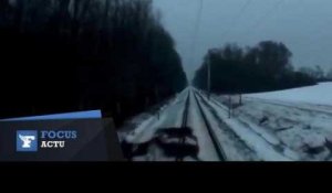 Hongrie : un troupeau de rennes traverse une voie de chemin de fer... devant un train !
