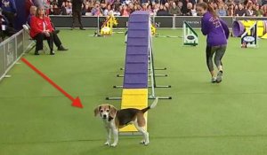 Mia le beagle est devenu la star de ce concours et pourtant il l'a complètement raté