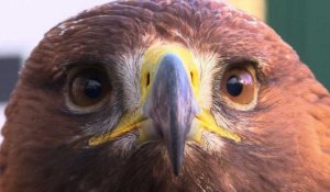 Les aigles, nouvelle arme anti-drone de l'armée de l'air