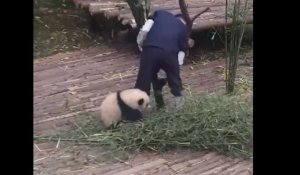 Ce bébé panda est vraiment trop chou avec son soigneur !