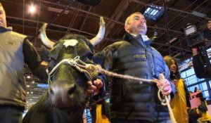 Salon de l'agriculture : "Fine", la vache égérie est arrivée