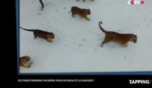 Une bande de tigres chassent et terrassent un drone ! (Vidéo)