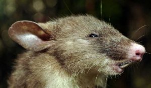 Le rat au nez plat : une nouvelle espèce découverte en Indonésie