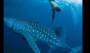 Nage avec des requins-baleine en Indonésie