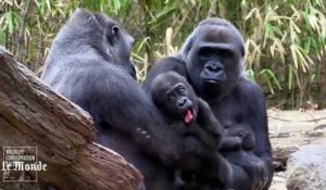 Première apparition pour deux bébés gorilles au zoo au Bronx