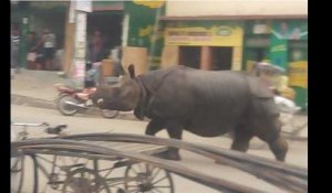 Un rhinocéros terrorise un village au Népal