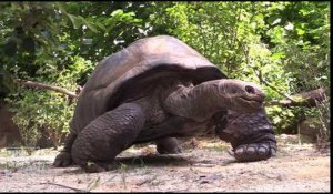 Deux tortues géantes au Zoo du Bronx