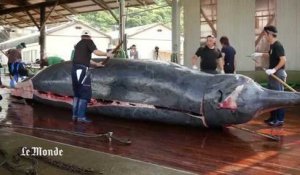 Leçon de dépeçage de baleine au Japon