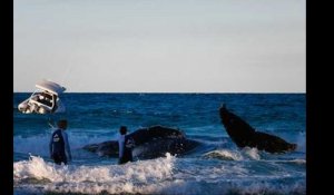 Les secours australiens parviennent à remettre à l'eau un baleineau échoué