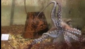 Vidéo d'une pieuvre confrontée à son bras amputé