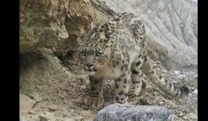 Des images rares de léopards des neiges en Chine