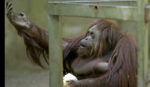 Un tribunal ordonne la libération d'un Orang-Outan