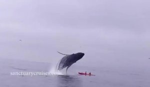 Une baleine à bosse saute sur un kayak