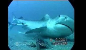 Le requin, l'appât et la caméra