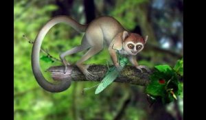 Découverte en Chine du plus ancien primate connu