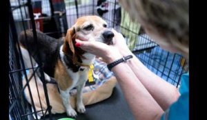 Etats-Unis : après la tornade, le sauvetage des animaux