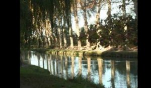 Haro sur les platanes du Canal du Midi  