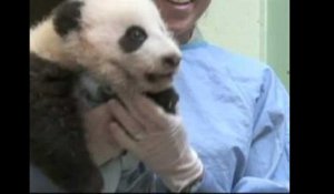 Un bébé panda au zoo de San Diego fête son "mini-anniversaire"