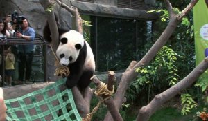 Corée du Sud: une fête d'anniversaire organisée pour deux pandas