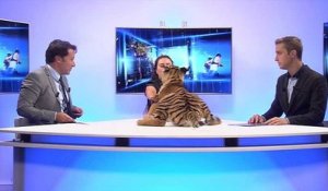 Marseille : un tigre dans les locaux de La Provence
