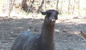 Aix : le lama, nouveau moyen de locomotion