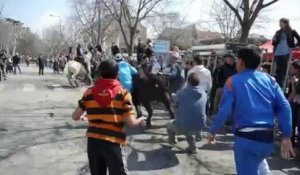 Feria d'Arles : lâcher de taureaux dans les rues de la ville