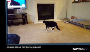 Donald Trump réussi à faire peur à un chat, la vidéo étonnante !
