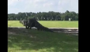 Le monstrueux alligator refilmé sur le terrain de golf