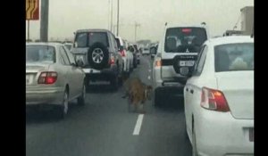 Hallucinant: un tigre en liberté dans les rues de Doha
