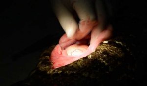 Impressionnant : un œuf de python récupéré par un vétérinaire