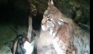 La rencontre improbable entre un chat et un lynx