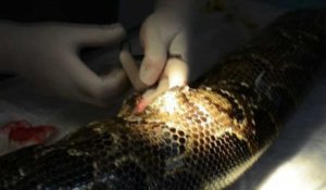 Le vétérinaire doit inciser les écailles du python