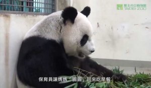 Un bébé panda découvre sa nouvelle maison sous les yeux de sa maman