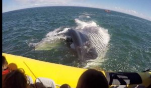 Une baleine donne une grosse frayeur aux passagers d'un bateau