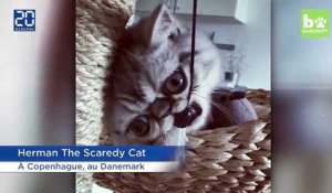 Herman, un chat aux yeux démesurés, est la nouvelle star du Web