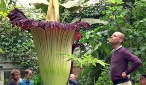 L'arum titan, la plante la plus grande du monde, est à Bruxelles