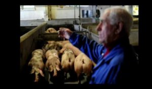 Gaston Wuidard apporte ses derniers cochons à l'abattoir de Liège qui va fermer ses portes