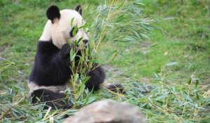 Panda au zoo de Beauval ( france )