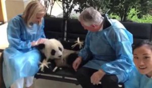 Pairi Daiza aura Hao Hao, qui vient d'être élu "plus beau panda du monde"