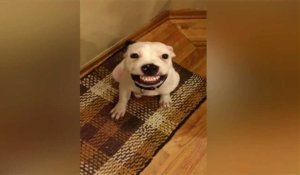 Le sourire ravageur d'un pitbull - ZAPPING WEB DU 21/01/2016