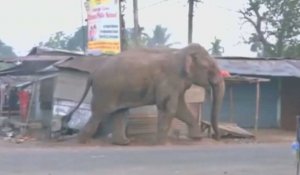 Un éléphant sauvage démolit une centaine de bâtiments dans un village indien