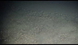 Des milliers de crabes recouvrent les fonds marins près du Panama